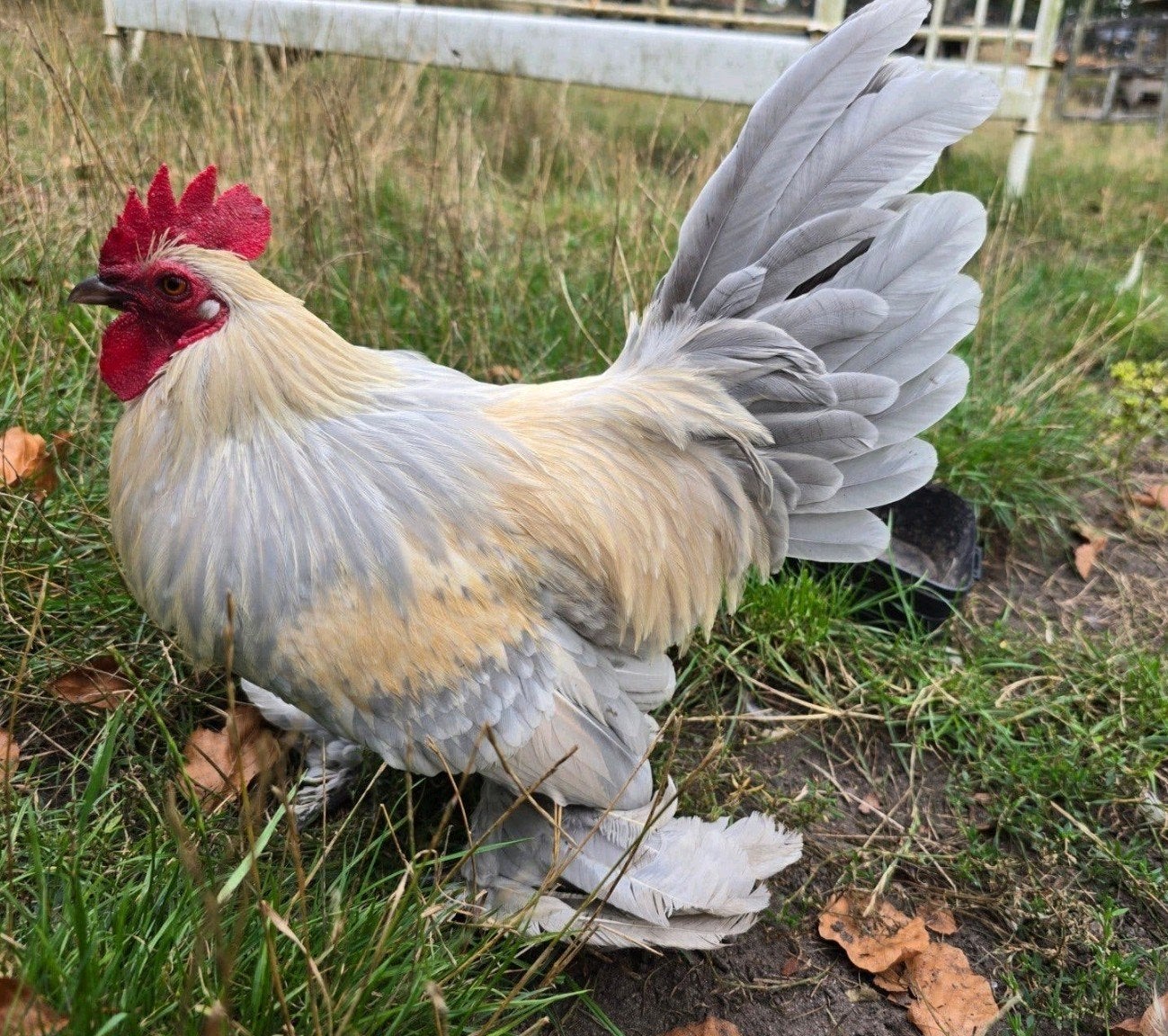 sabelpoot krielhaan, Dieren en Toebehoren, Pluimvee, Mannelijk, Kip