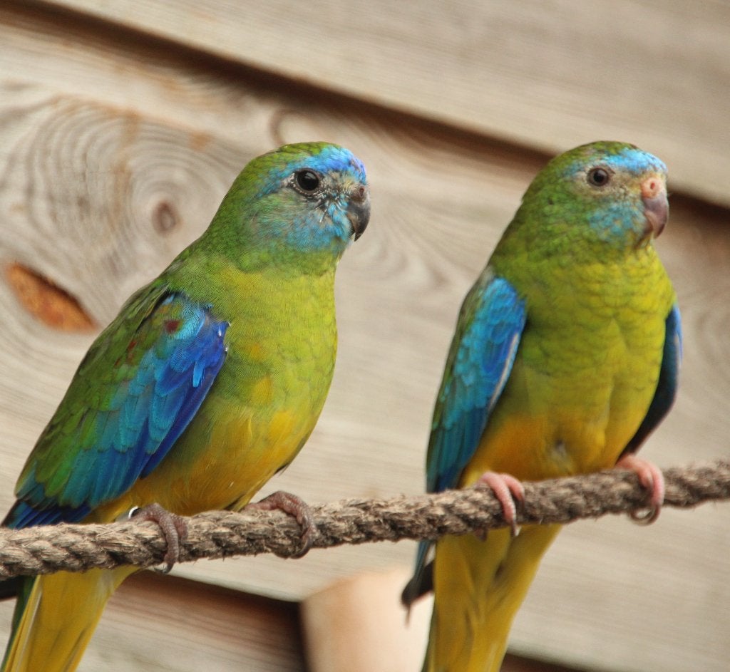 Koppel turquoisine parkieten 2026, Meerdere dieren, Parkiet