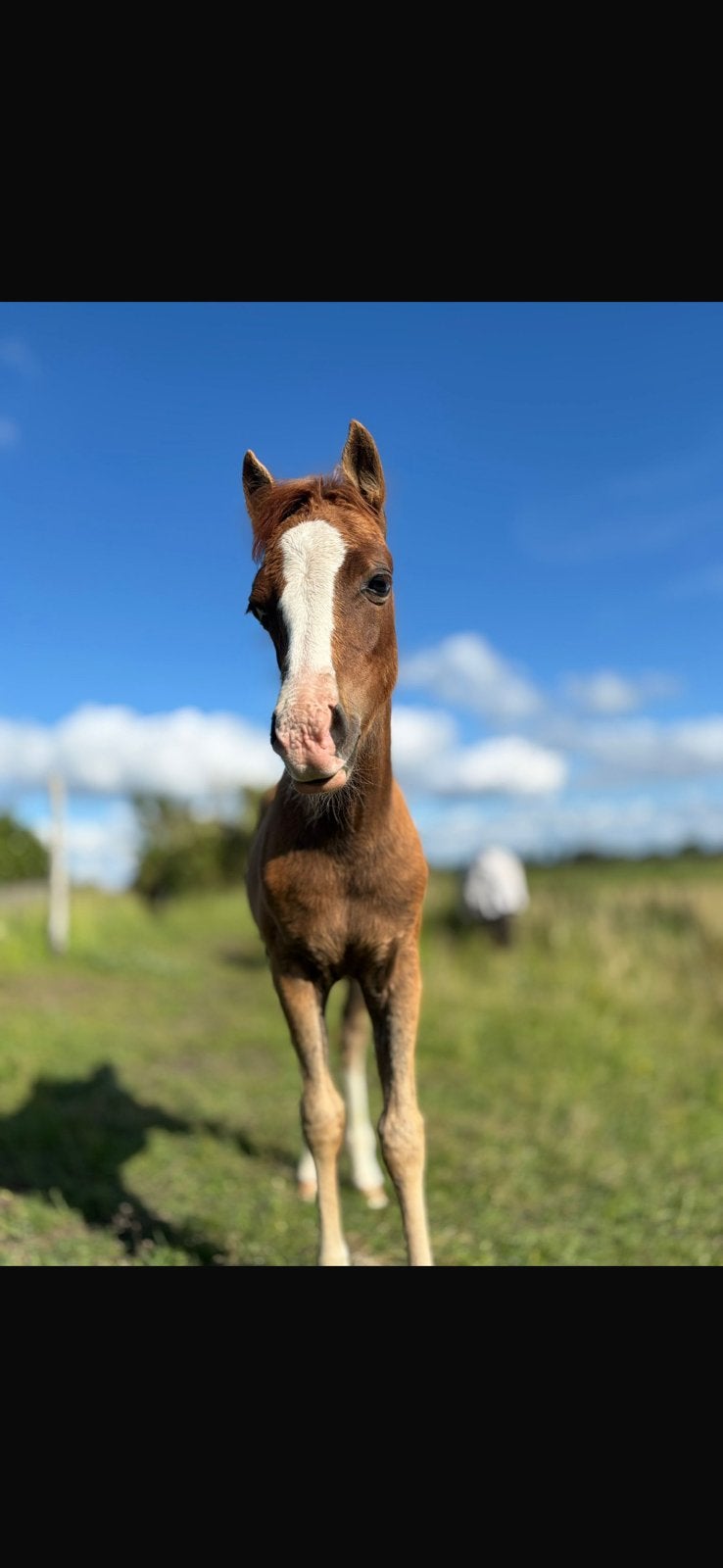 Pony veulen te koop., Dieren en Toebehoren, Merrie
