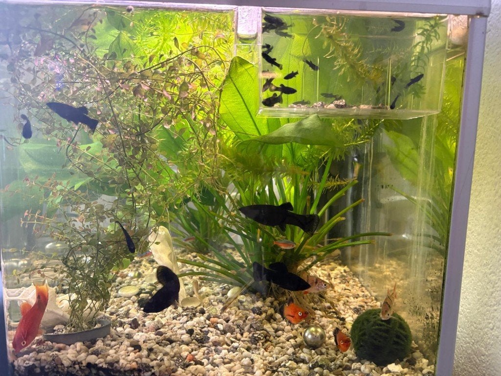 Black Mollies, Dieren en Toebehoren, Vissen | Aquariumvissen, Vis, Zoetwatervis