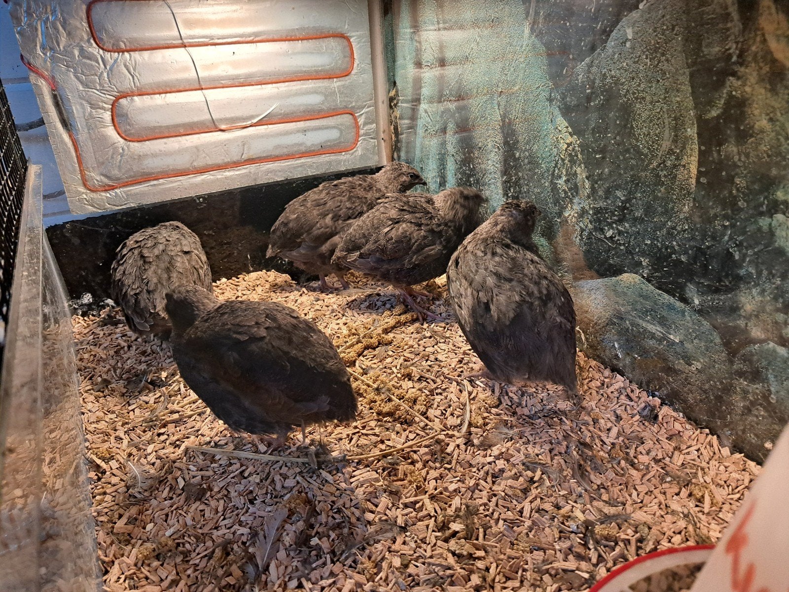 Japanse kwartels donker, Meerdere dieren, Overige soorten