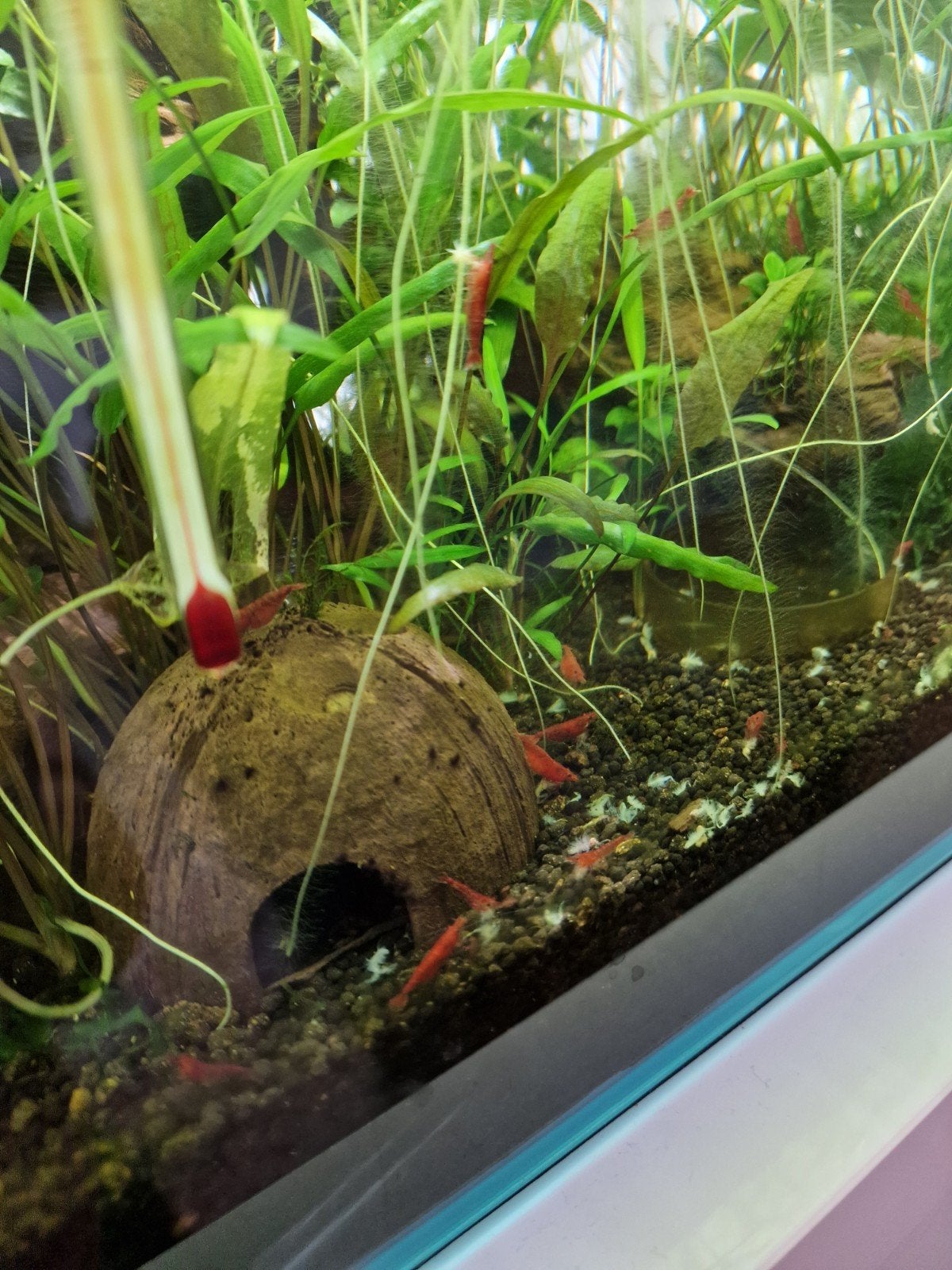 jonge Vuurgarnalen Red cherry shrimp aquarium garnalen