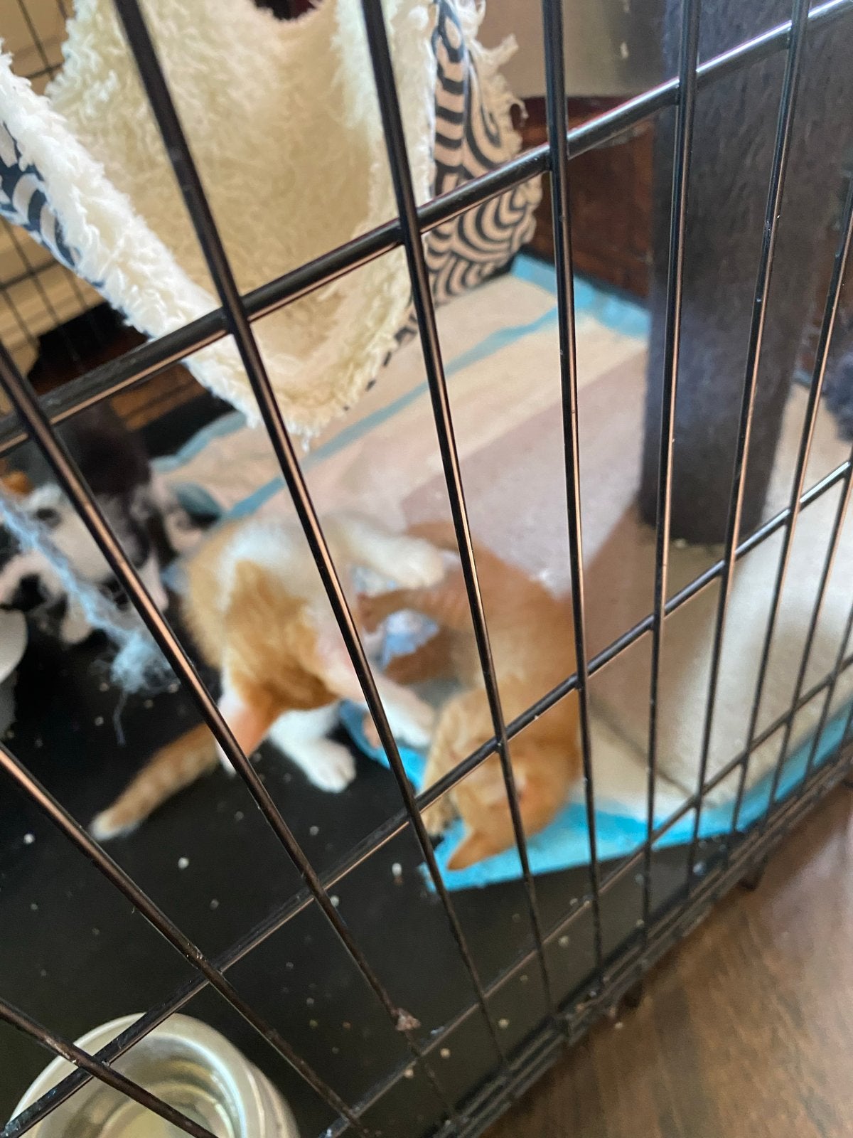 Kittens drie rode en twee zwart/wit
