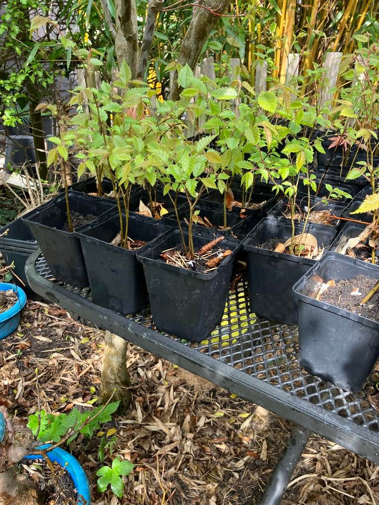 Zelkova serrata boompjes, 1 jaar oud, Overige soorten, Vaste plant, Ophalen of Verzenden, Bloeit niet