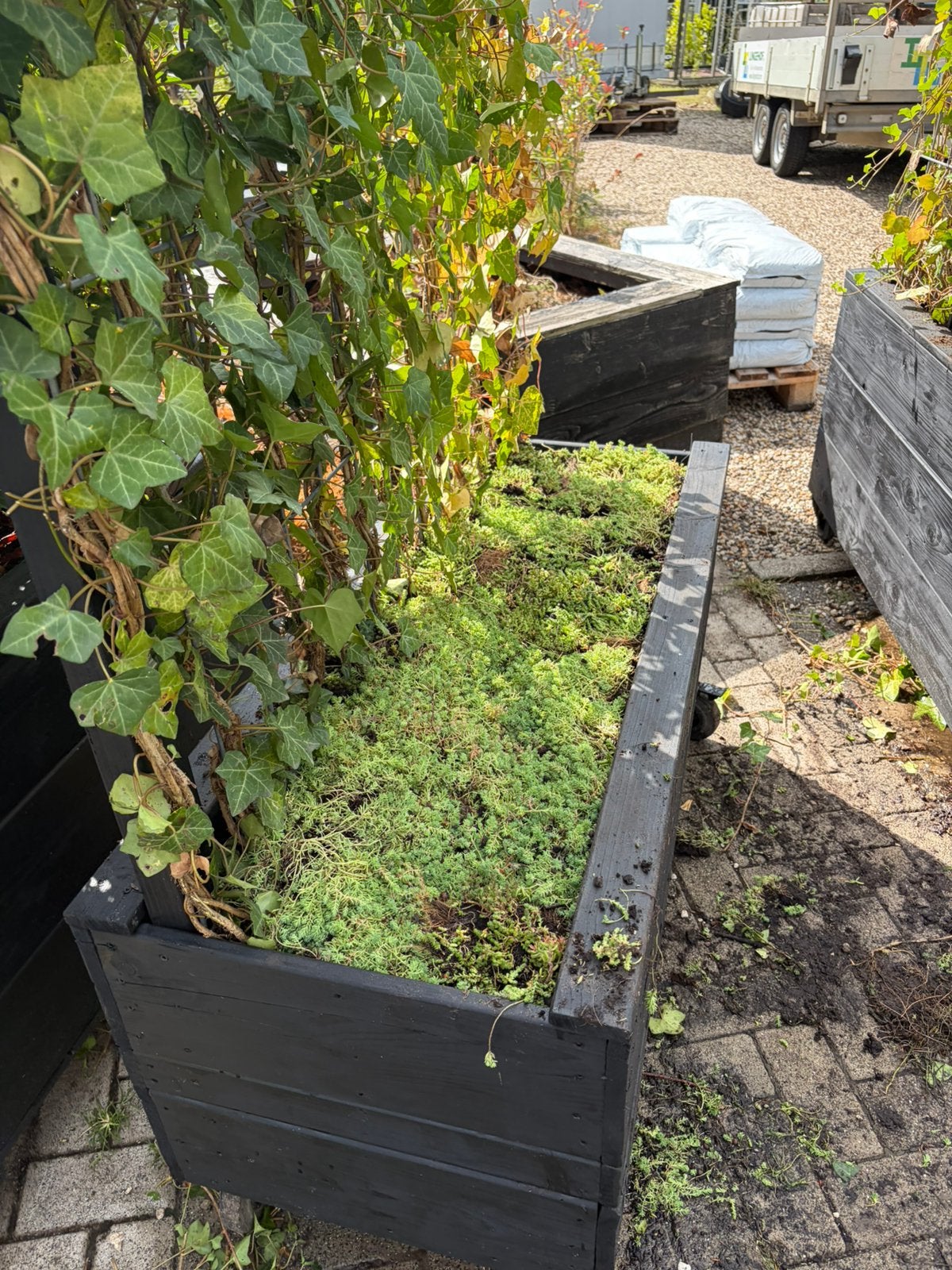 Planten bak met kant en klaar hedera met Sedum bakbedekking, Ophalen of Verzenden, Overige soorten, 100 tot 250 cm