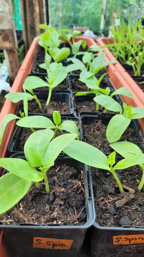Tropische Moestuinplantjes., Tuin en Terras, Planten | Tuinplanten, Ophalen, Eenjarig, Groenteplanten, Volle zon