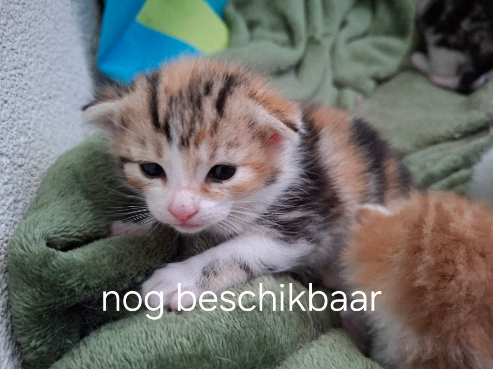 Nog 2 mooie poesjes zoeken een nieuw huisje