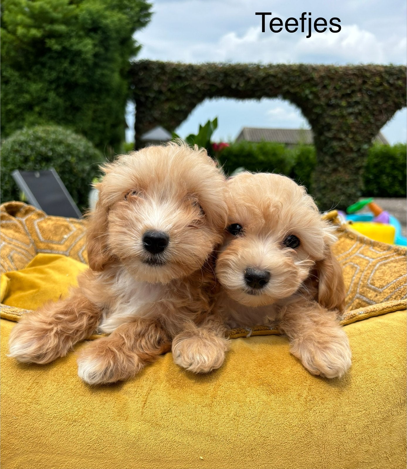Maltipoo pups, Dieren en Toebehoren, Nederland, Overige rassen, 8 tot 15 weken, Meerdere