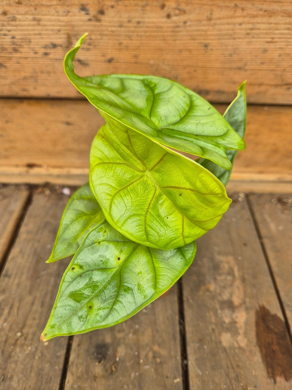 Alocasia Dragon Gold p7 (3)