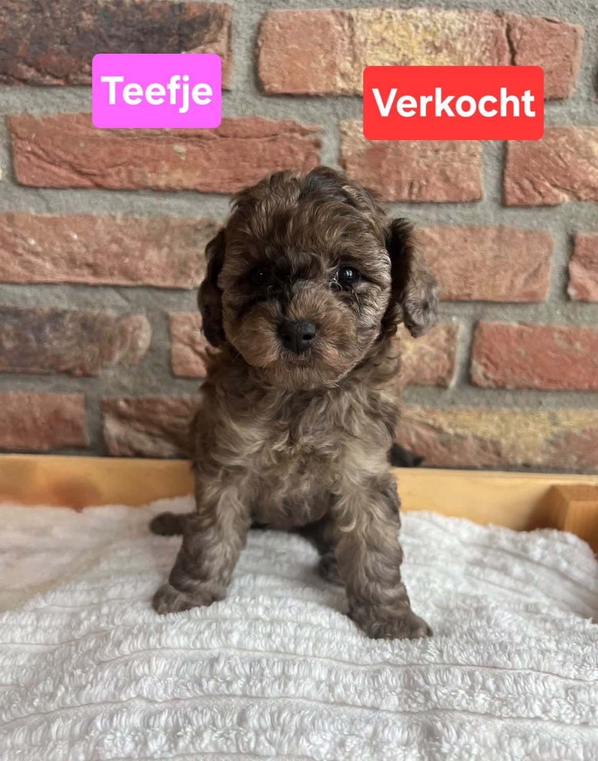 Toy poedel puppy’s, Poedel, CDV (hondenziekte), 8 tot 15 weken, Meerdere