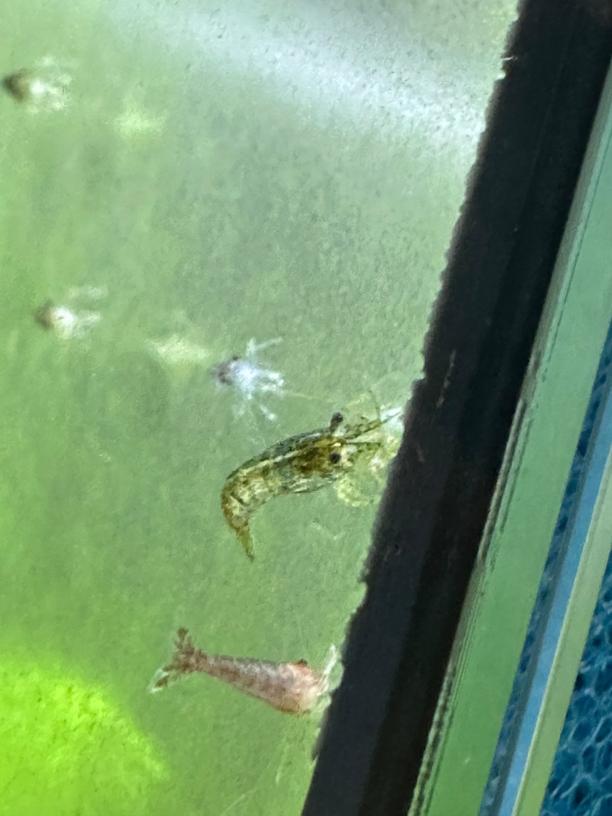 Aquarium garnalen wild kleur, Dieren en Toebehoren, Vissen | Aquariumvissen, Kreeft, Krab of Garnaal