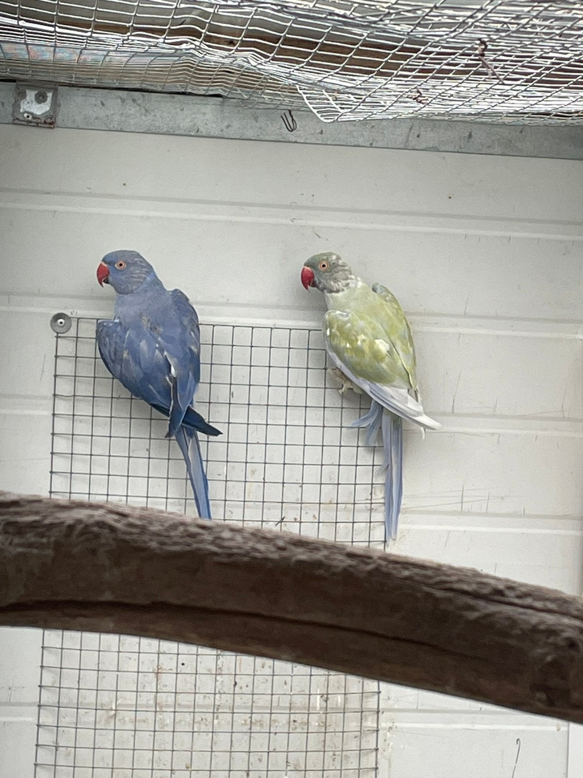 Kweekpaar halsbanden, Dieren en Toebehoren