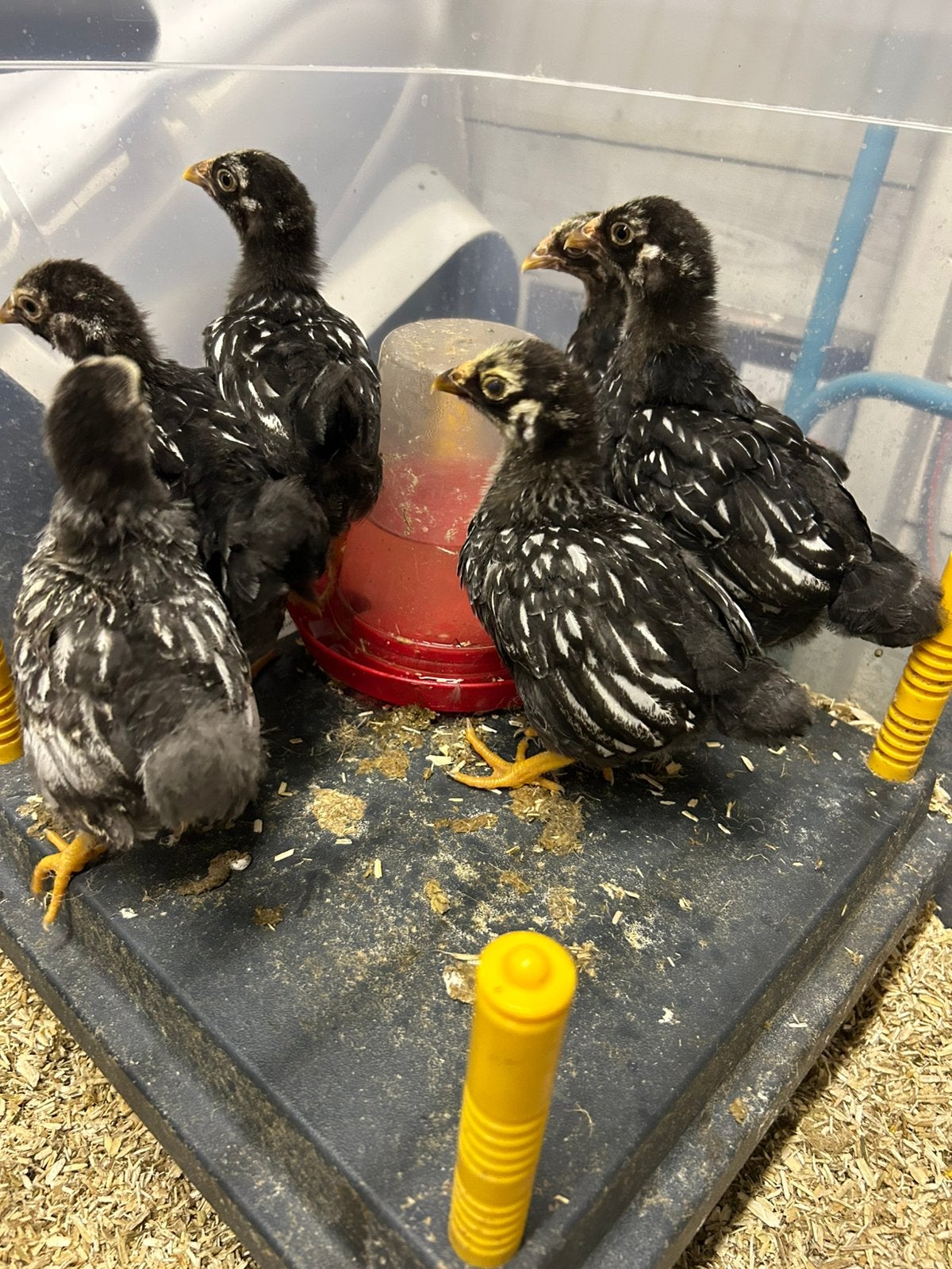 Jonge hennen Wyandotte kriel, Dieren en Toebehoren, Pluimvee, Vrouwelijk, Kip