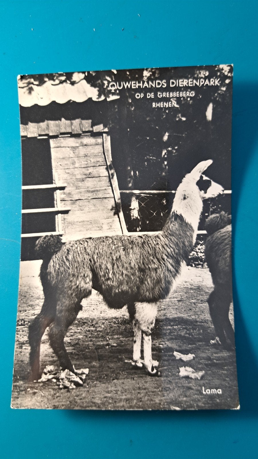 Rhenen Ouwehands Dierenpark Lama 1962, Ophalen of Verzenden, 1960 tot 1980, Gelopen, Utrecht
