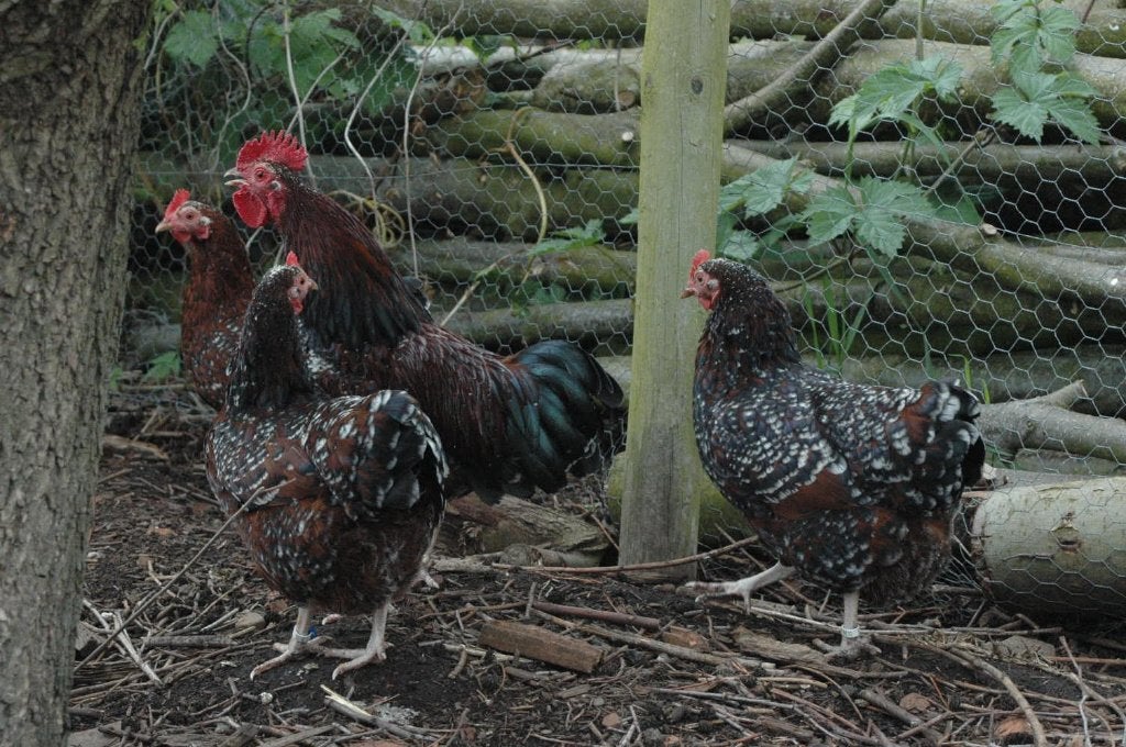 sussex krielen te koop, Dieren en Toebehoren, Pluimvee, Meerdere dieren, Kip