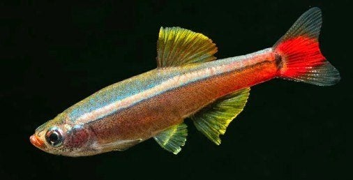 Chinese Danio - Tanichthys Albonubes - Koidream Valburg, Vis
