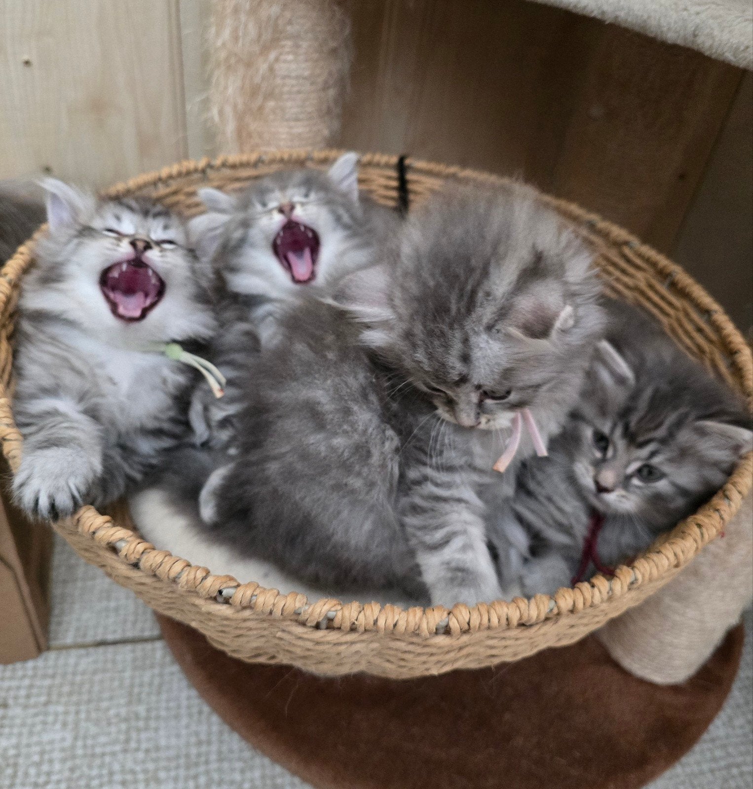 Siberische en Neva Masquerade kittens met stamboom, Meerdere dieren, Met stamboom, 0 tot 2 jaar