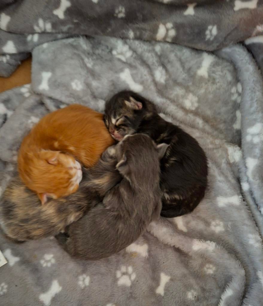 100 % maine coon kittens met stamboom, Dieren en Toebehoren, Katten en Kittens | Raskatten | Langhaar, Meerdere dieren, Met stamboom