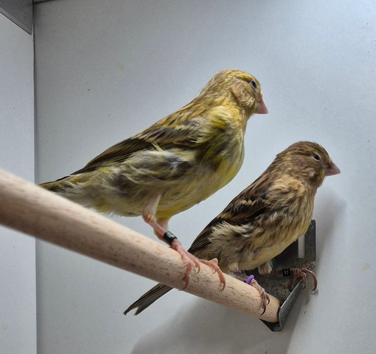 timbrado kanarie, Dieren en Toebehoren, Meerdere dieren, Zangkanarie