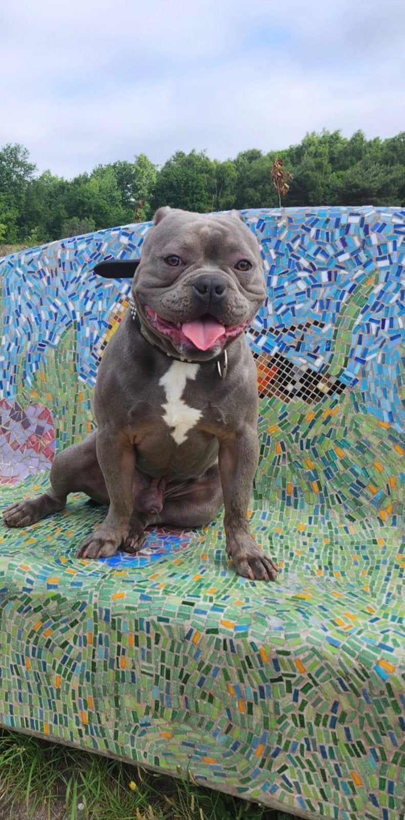 Lieve Pocket Bully Jim zoekt een nieuw thuis, België, Particulier, 1 tot 2 jaar, Eén hond