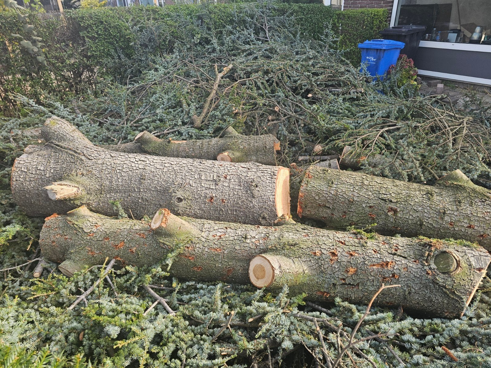 Gekapt hout: Stammen en takken, 3 tot 6 m³, Ophalen, Overige houtsoorten, Stammen