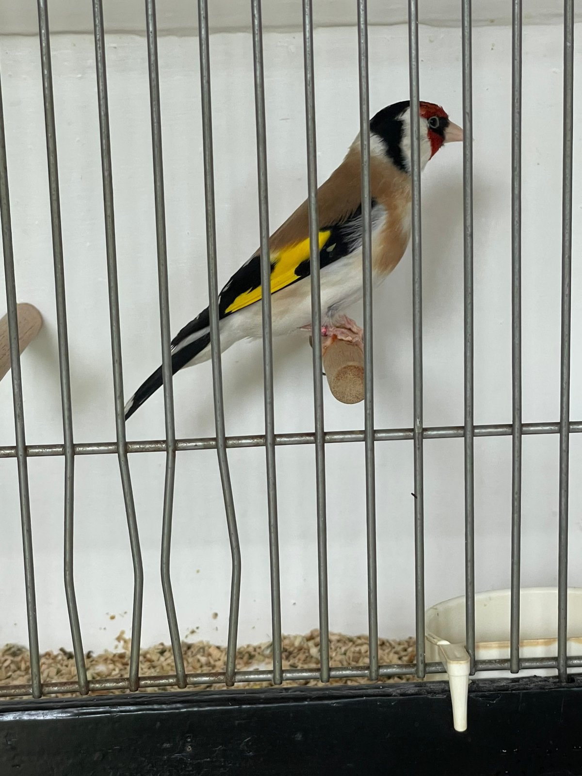 Majoor putter, Mannelijk, Wildzangvogel, Geringd