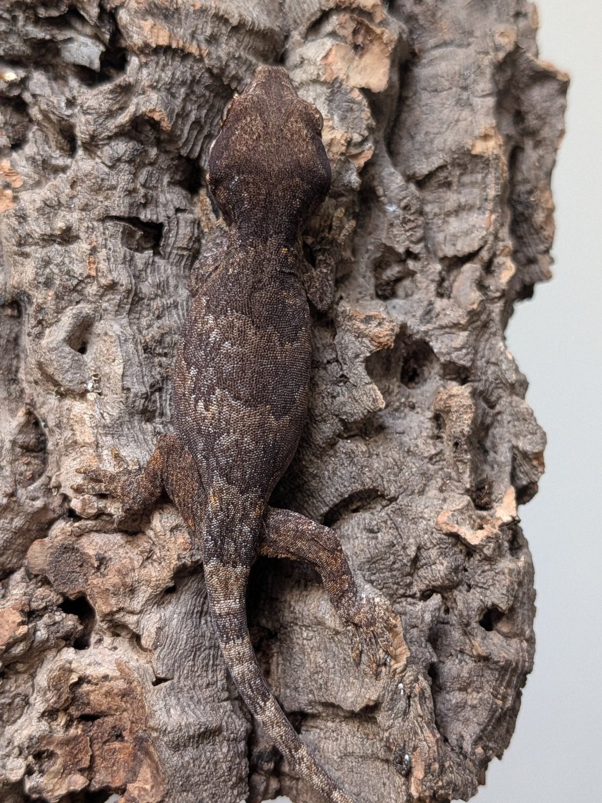 Gargoyle gekko baby reticulated, Hagedis, 0 tot 2 jaar