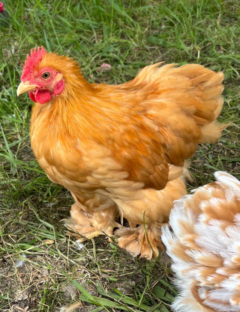 Mooie en lieve Cochin haan., Dieren en Toebehoren, Pluimvee, Mannelijk, Kip