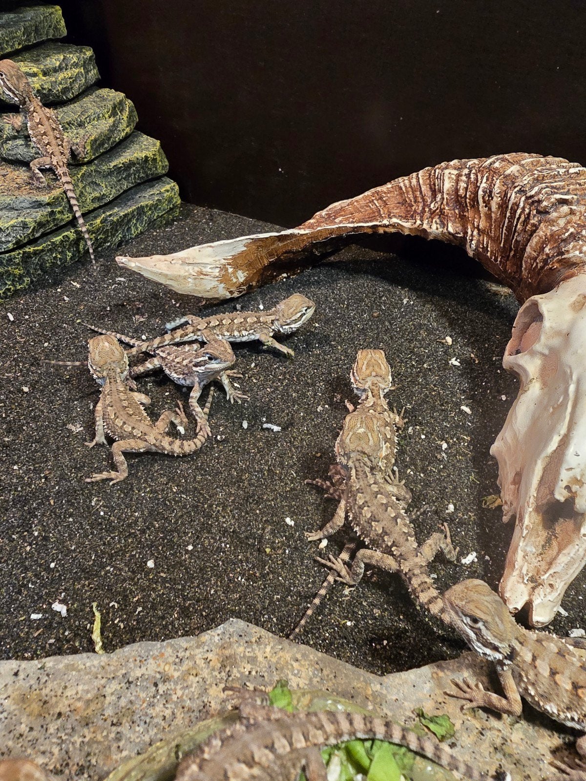 Prachtige dwergbaardagamen (Pogona henrylawsoni) nk2026, Dieren en Toebehoren, Meerdere dieren