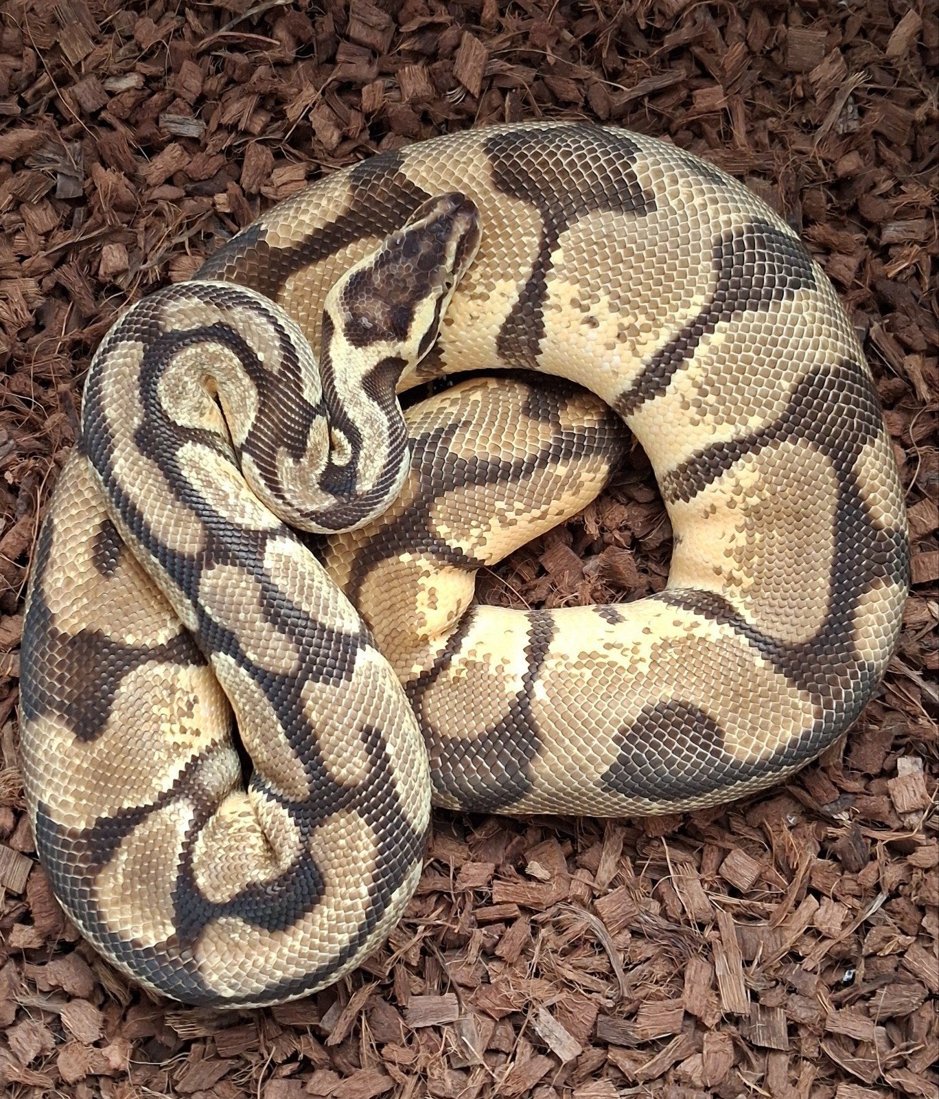 Volwassen Ball Python, Python Regius, Koningspython vrouw Green Tree Python - female for sale from S.K.
