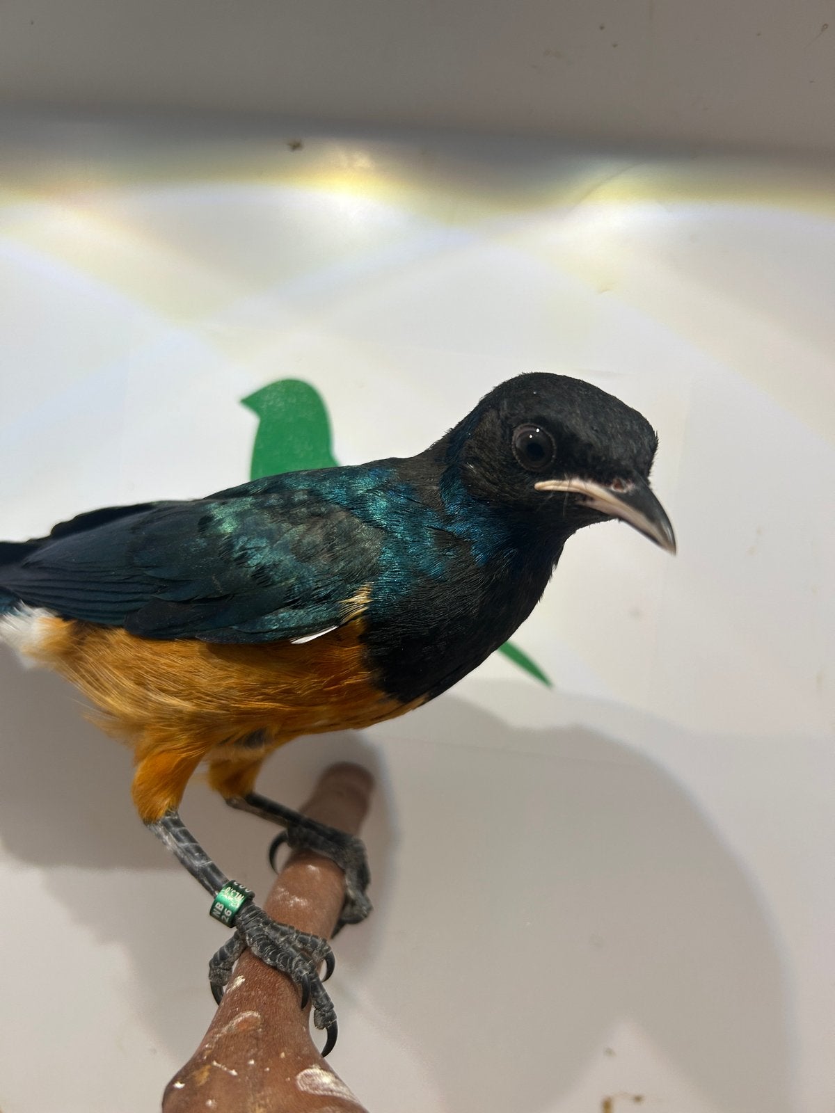 2-0 driekleur glansspreeuw, Dieren en Toebehoren, Mannelijk, Tropenvogel, Geringd