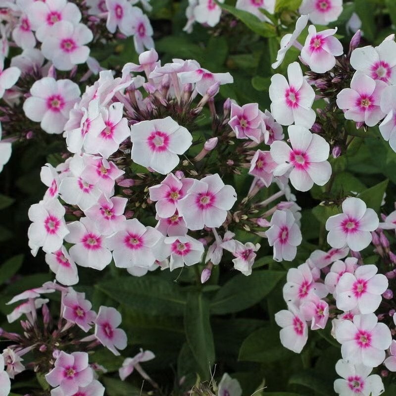 Phlox paniculata 'Europa' (Vlambloem) in p9, Volle zon, Eenjarig, Zomer, Ophalen