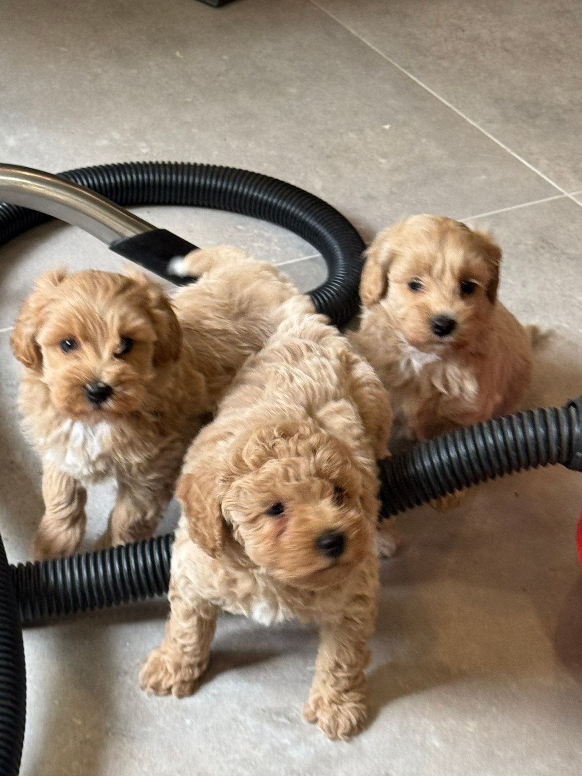 Maltipoo pups 1650€ hypo allergeen, Dieren en Toebehoren, Honden | Chihuahua's en Gezelschapshonden, Nederland, Parvo, Overige rassen