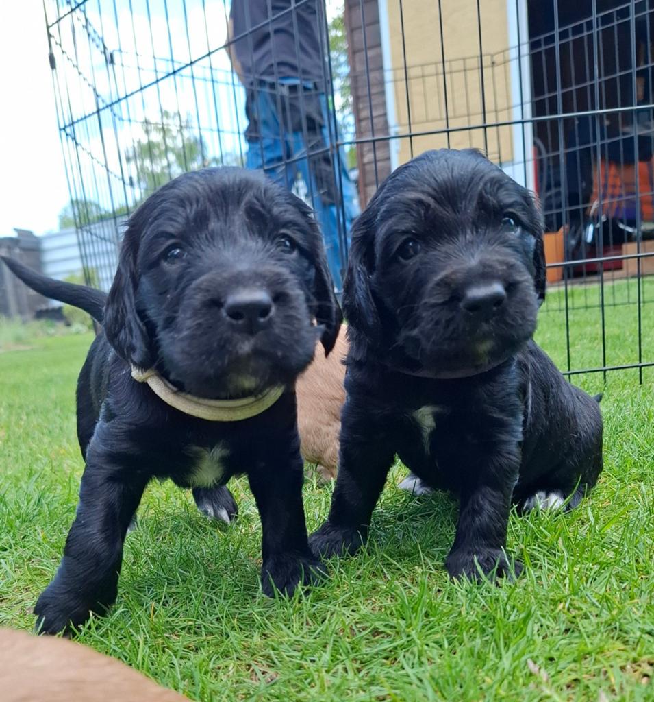 Cocker spaniel pup, Dieren en Toebehoren, Overige rassen, 8 tot 15 weken, Meerdere, Meerdere dieren