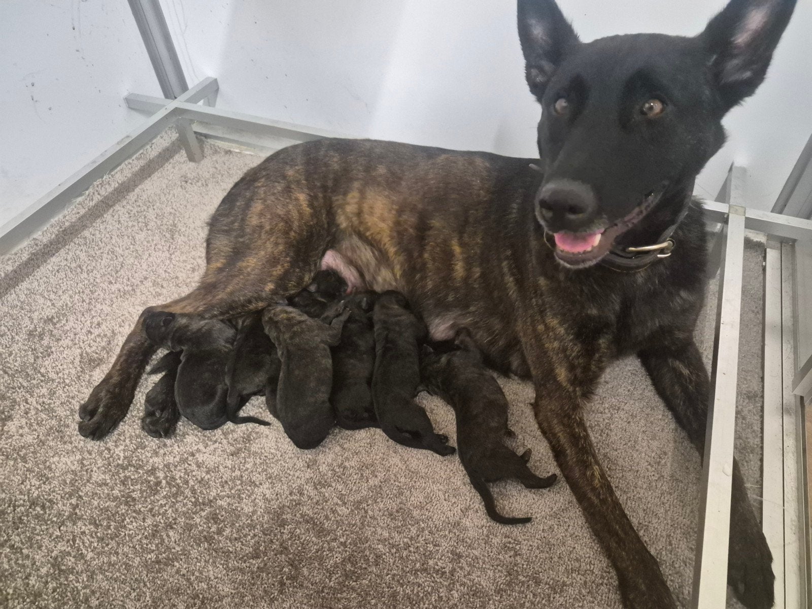 Hollandse herder pups, HCC (leverziekte), 8 tot 15 weken, Meerdere, Meerdere dieren