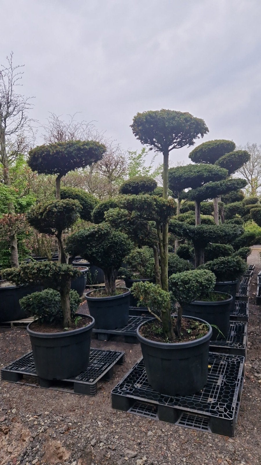 Unieke Taxus Bonsai - Exclusieve Vormen, Vaste plant, Bloeit niet, Halfschaduw, Ophalen