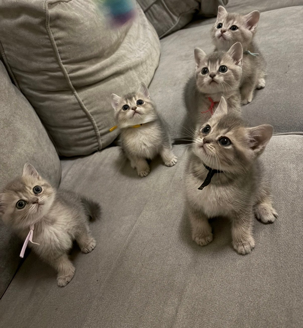 Britse Korthaar kittens, Meerdere dieren, Ontwormd, 0 tot 2 jaar