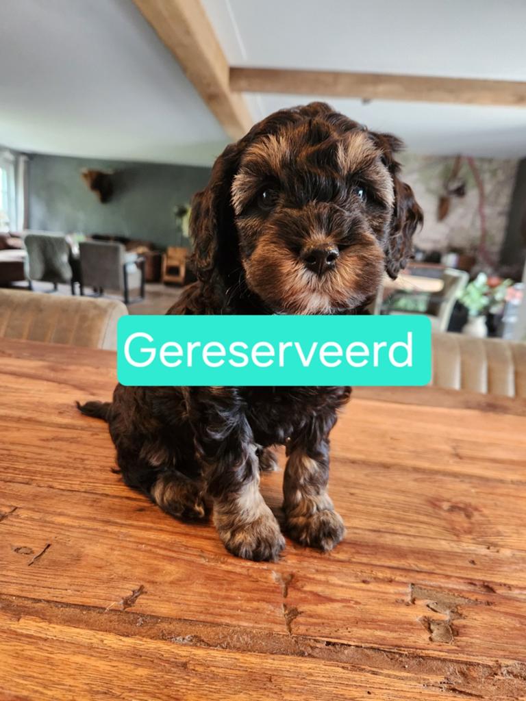 Hele mooie sheltiedoodle mini doodle labradoodle, Dieren en Toebehoren, Parvo, Overige rassen, 8 tot 15 weken, Meerdere