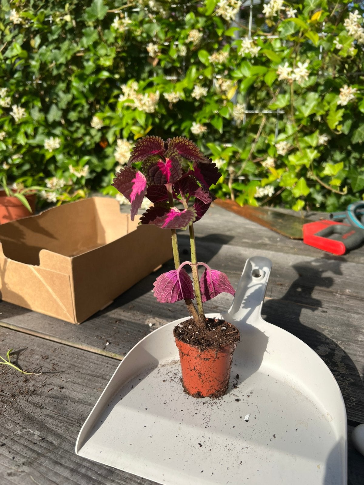 Roze netel, Ophalen, Halfschaduw, Minder dan 100 cm