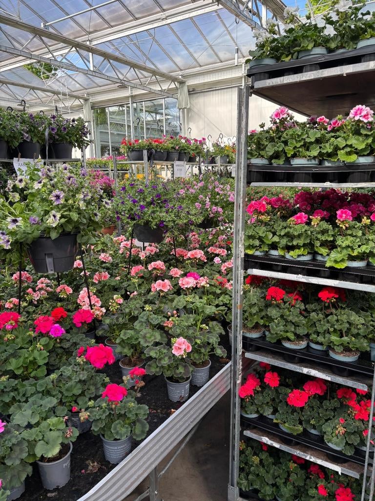 Perkplanten 4 voor 5,-, Ophalen, Eenjarig, Overige soorten, Volle zon