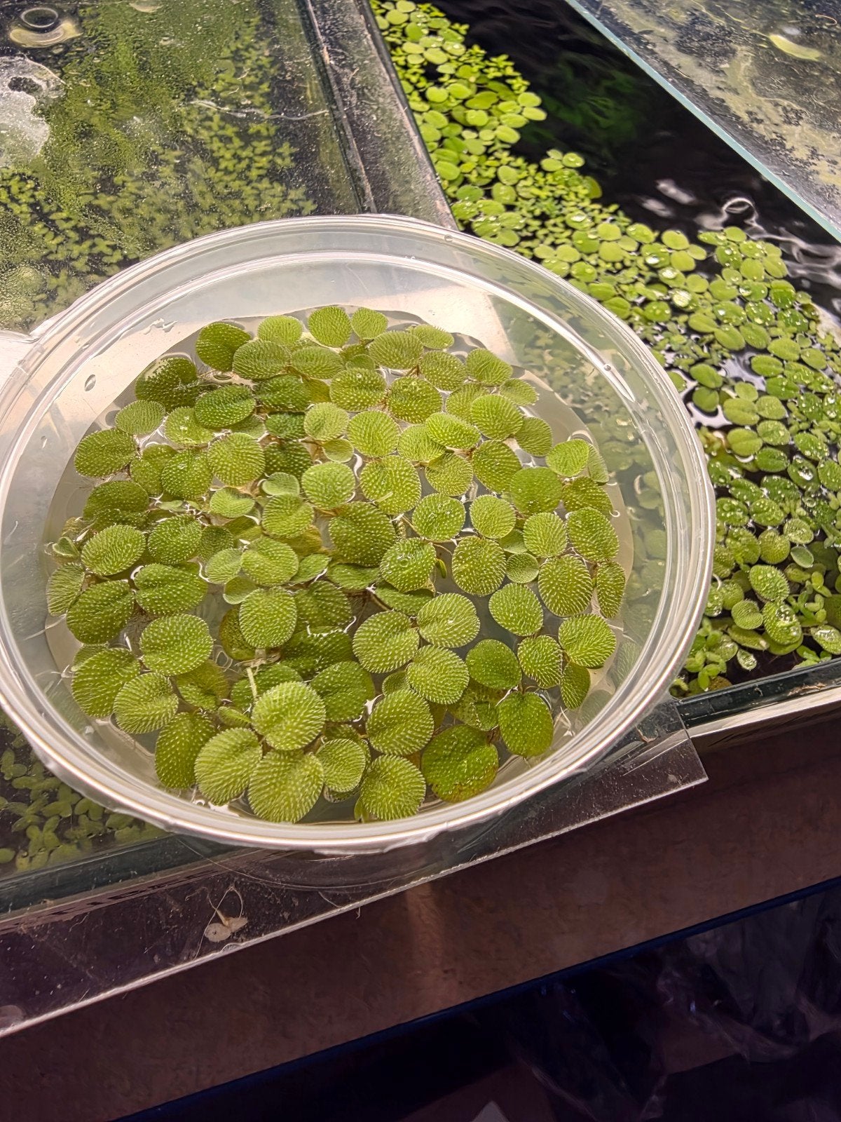 Salvinia Minima, Dieren en Toebehoren, Vissen | Aquaria en Toebehoren, Ophalen of Verzenden, Nieuw, Plant(en), Steen of Hout