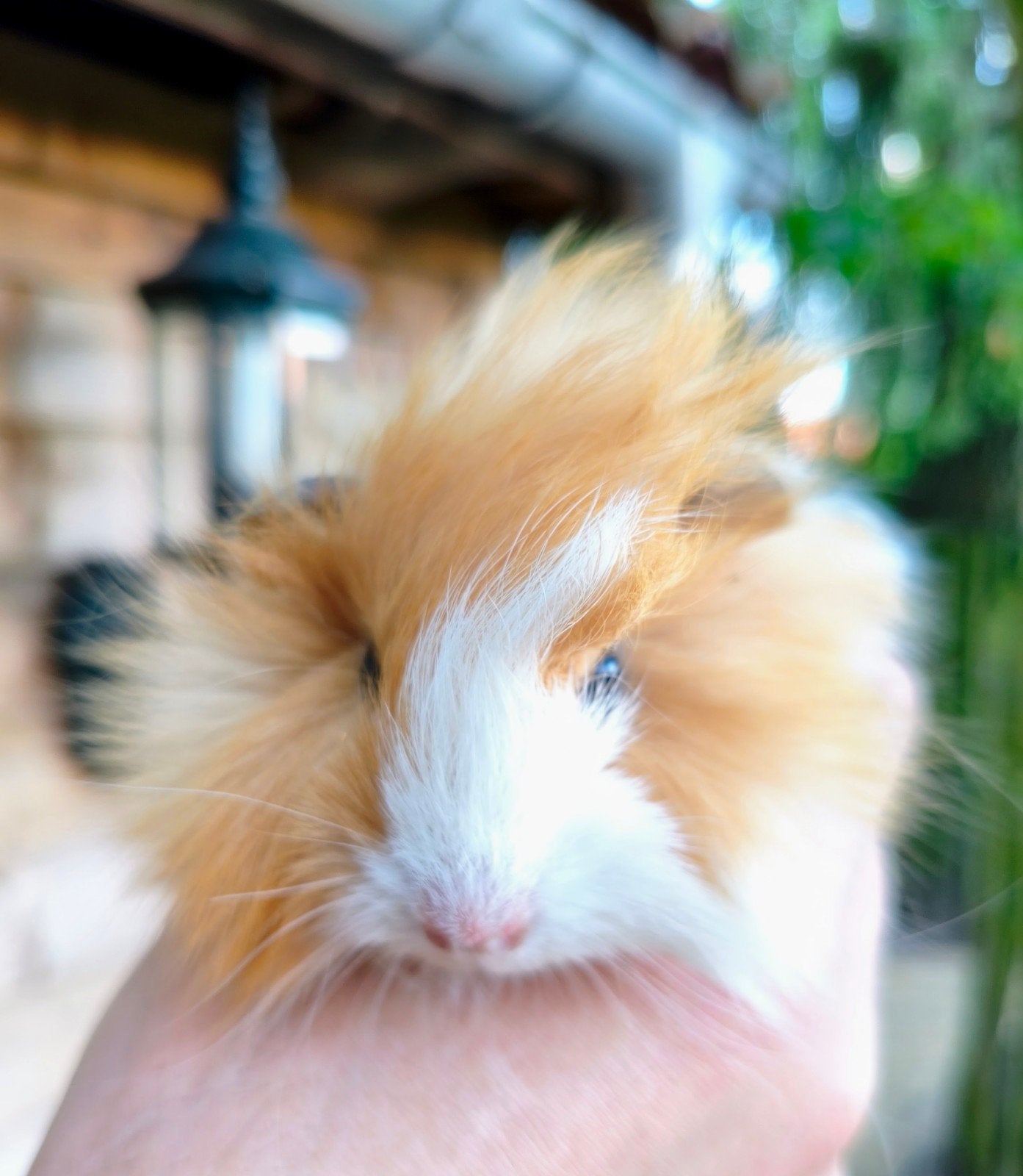 Tamme jonge borstel cavia beer, Dieren en Toebehoren, Cavia, Juni, Mannelijk, Tam