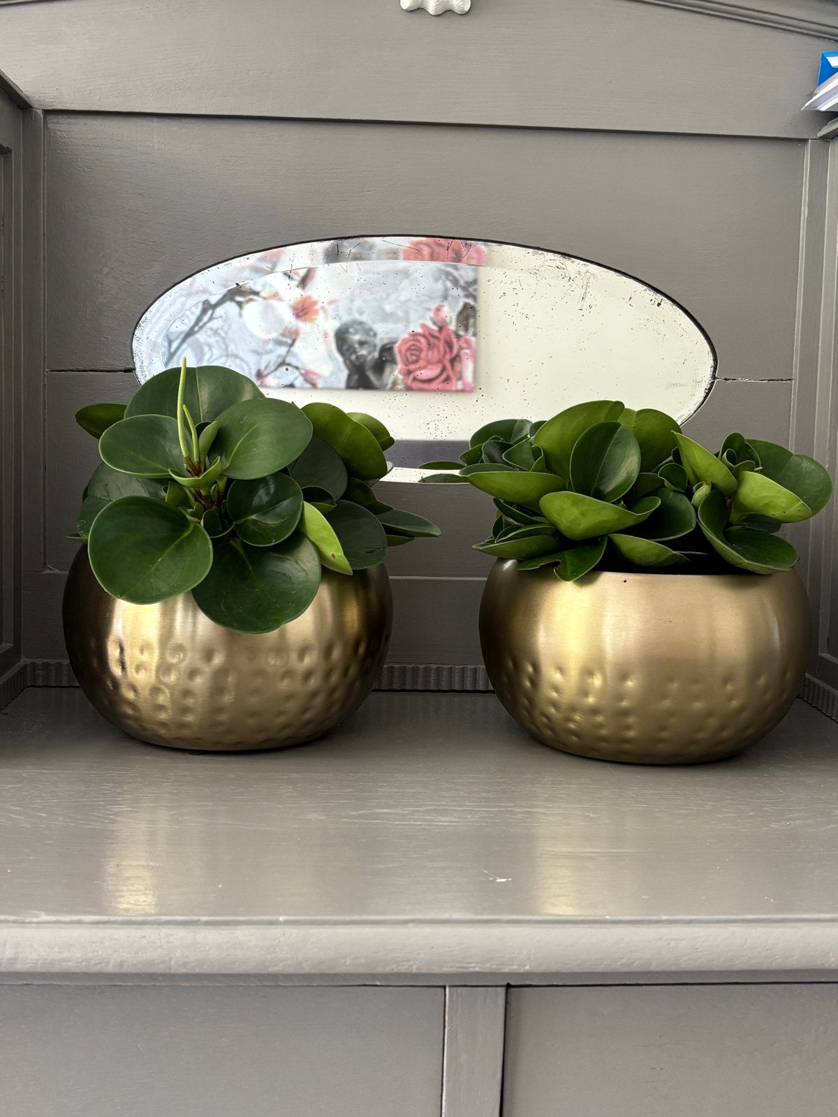 Gouden plantenpotten met plantjes, Rond, Binnen, Zo goed als nieuw, Minder dan 40 cm