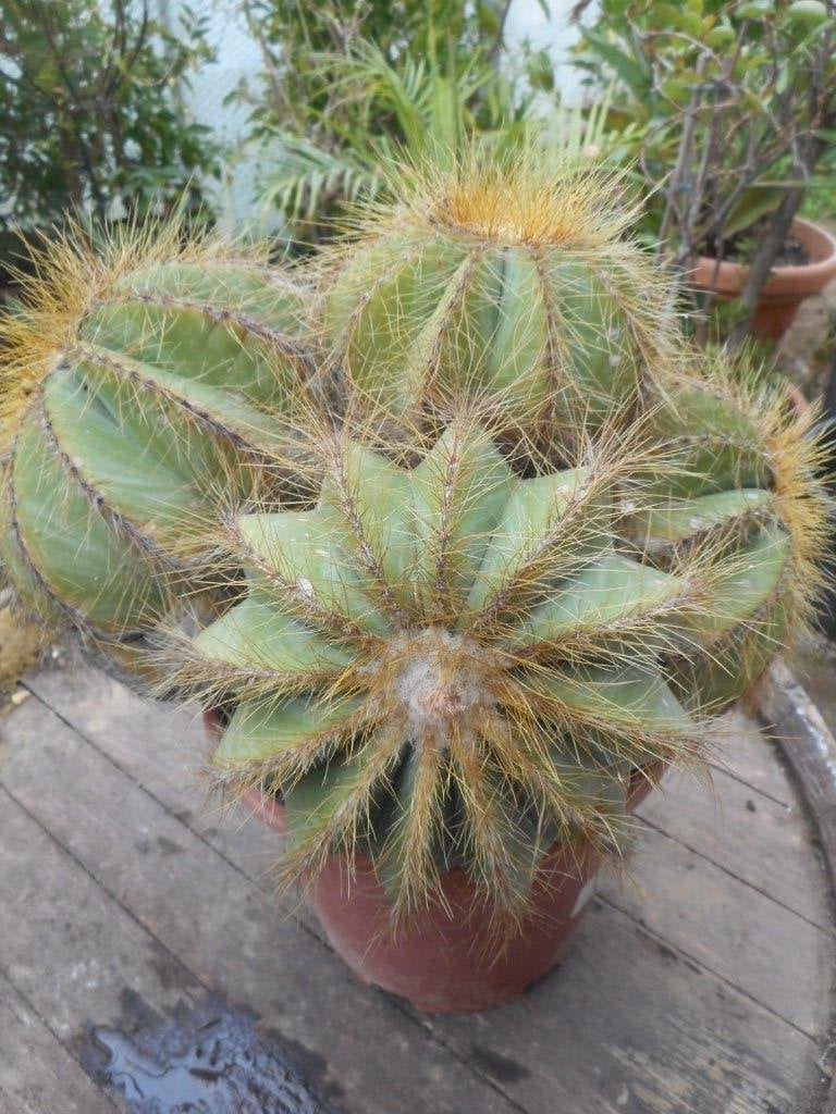 Planten, Overige soorten, Volle zon, Vaste plant, Ophalen of Verzenden