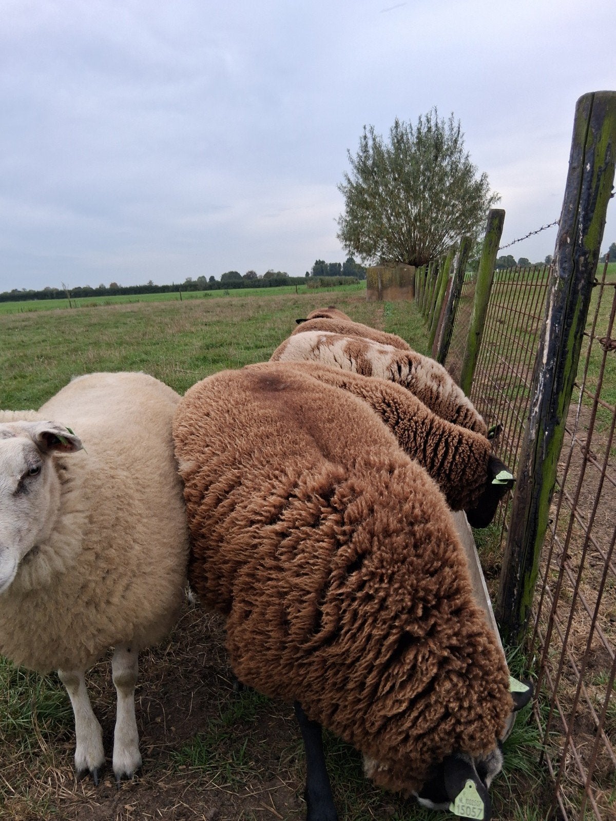 lammeren, Dieren en Toebehoren, Vrouwelijk, Schaap, 0 tot 2 jaar