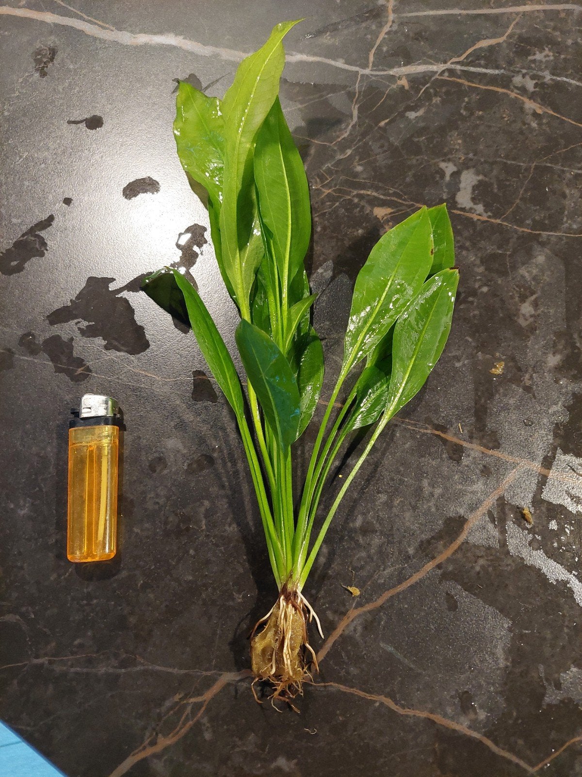 Echinodorus bleheri, sterke moerasplant uit Zuid-Amerika., Ophalen, Nieuw