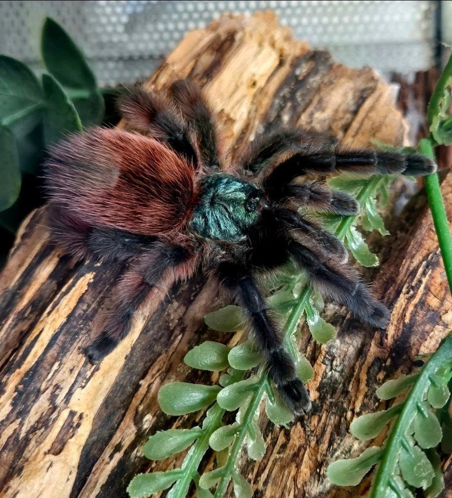 Caribena versicolor, Dieren en Toebehoren, Spin of Schorpioen