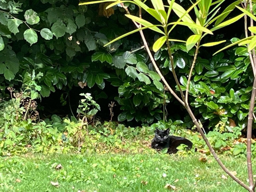 Lieve, aanhankelijke buitenkat (poes), Dieren en Toebehoren, Poes, Gechipt, 6 jaar of ouder