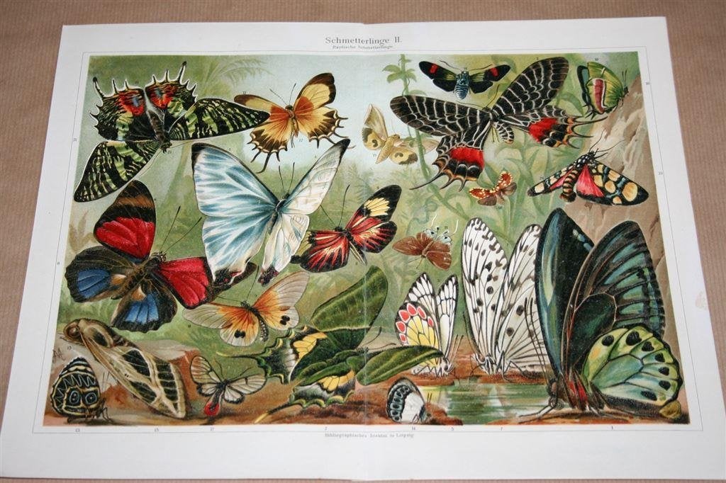 Antieke kleurenlitho - Exotische vlinders - Circa 1900, Antiek en Kunst, Ophalen of Verzenden