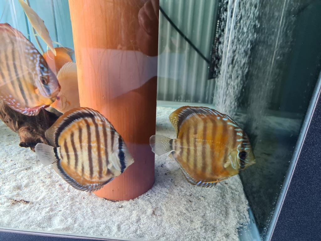 Paraconi Yellow Wild Cross Discus, Sympysodon Discus, Dieren en Toebehoren, Vis, Zoetwatervis